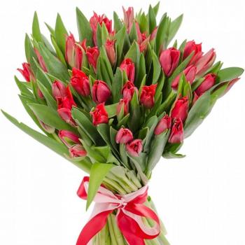 Красные тюльпаны 25 шт (articul - 2610i)